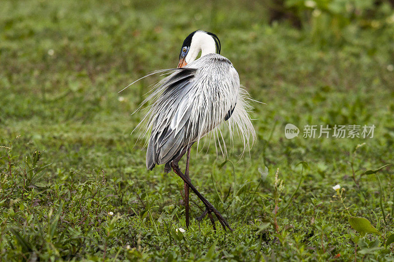 雄伟的Blue Heron